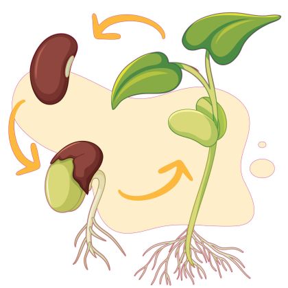STEM Стикер, Природни науки - Биология, комплект F2, 50 cm, стикер 7