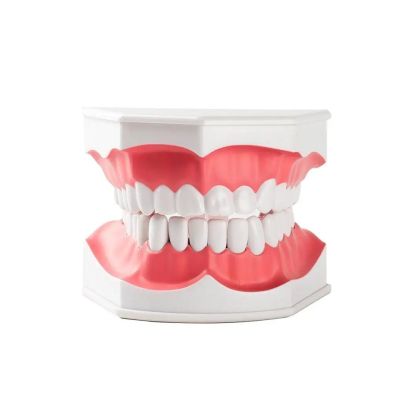 Gelsonlab Модел на уста