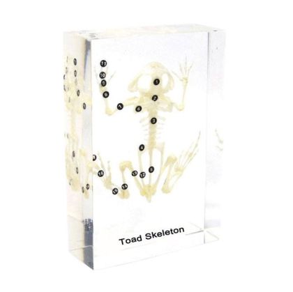 Nowa Szkola Скелет на жаба, 13.5 x 9 x 3.5 cm
