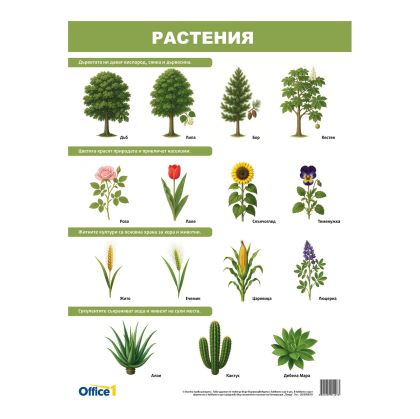 Office 1 Ученическо табло ''Растения и животни'', двустранно, 50 x 70 cm
