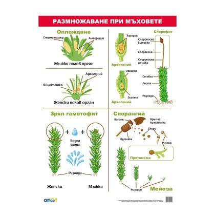 Office 1 Ученическо табло ''Размножаване при мъховете'', 70 x 100 cm
