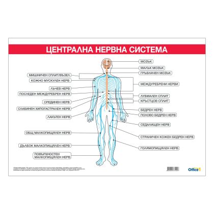 Office 1 Ученическо табло ''Централна нервна система'', 100 x 70 cm