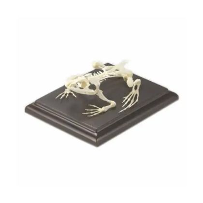 Gelsonlab Скелет на жаба