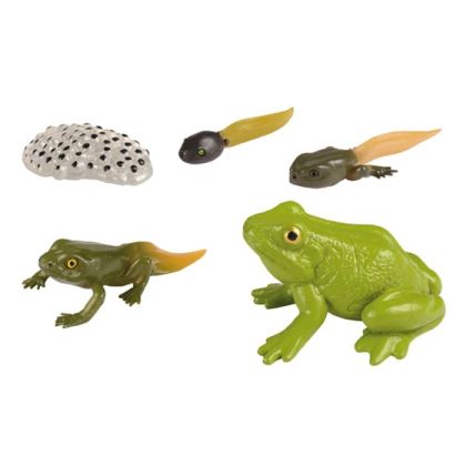 Жизнен цикъл на жаба Eduplay