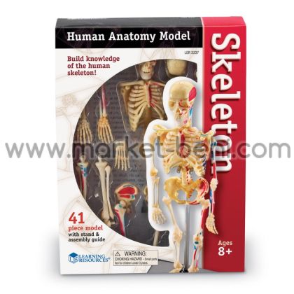 Модел на човешки скелет Skeleton