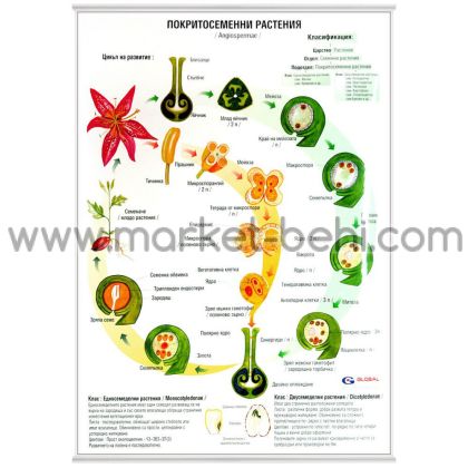Табло покритосеменни растения