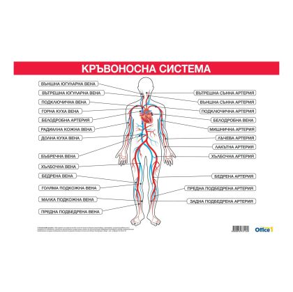 Office 1 Ученическо табло ''Кръвоносна система'', 100 x 70 cm