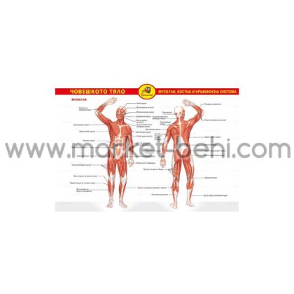 Човешкото тяло мускули, костна и кръвоносна с-ма