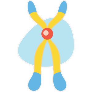 STEM Стикер, Природни науки - Биология, комплект F1, 150 cm, стикер 8