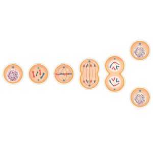 STEM Стикер, Природни науки - Биология, комплект F7, 100 cm, стикер 8