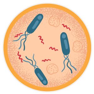 STEM Стикер, Природни науки - Биология, комплект F7, 80 cm, стикер 3