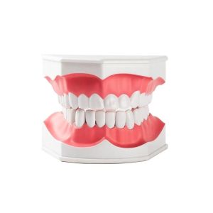 Gelsonlab Модел на уста