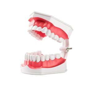 Gelsonlab Модел на уста