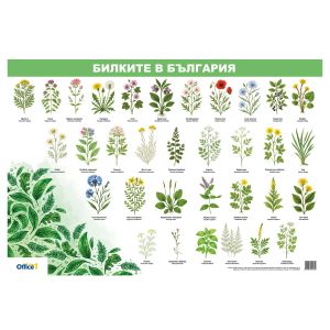 Office 1 Ученическо табло ''Билките в България'', 70 x 100 cm