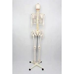 Gelsonlab Човешки скелет, на колела, 180 cm