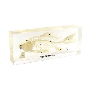 Nowa Szkola Скелет на риба, 20 x 9 x 4 cm