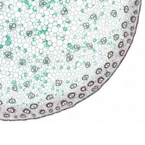 Bresser Микроскопски препарати, 10 броя