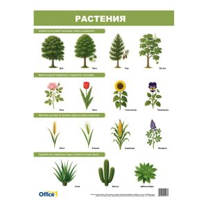 Office 1 Ученическо табло ''Растения и животни'', двустранно, 50 x 70 cm