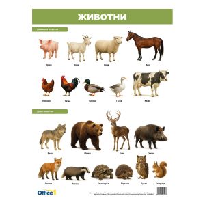 Office 1 Ученическо табло ''Растения и животни'', двустранно, 50 x 70 cm