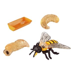 Жизнен цикъл на пчела Eduplay