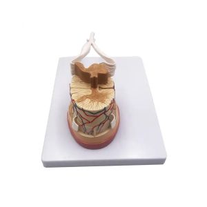 Gelsonlab Модел на гръбначен мозък