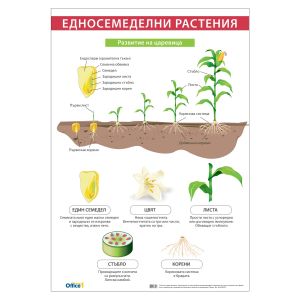Office 1 Ученическо табло ''Едносемеделни растения'', 70 x 100 cm