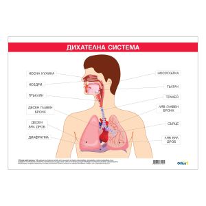 Office 1 Ученическо табло ''Дихателна система'', 100 x 70 cm