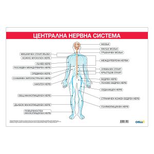 Office 1 Ученическо табло ''Централна нервна система'', 100 x 70 cm