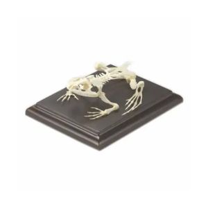 Gelsonlab Скелет на жаба