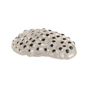 Жизнен цикъл на жаба Eduplay