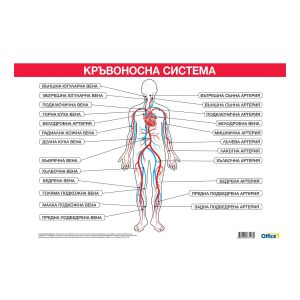 Office 1 Ученическо табло ''Кръвоносна система'', 100 x 70 cm