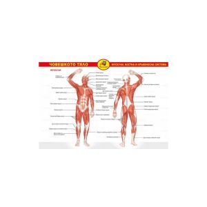 Човешкото тяло мускули, костна и кръвоносна с-ма