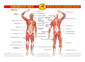 Учебни помагала, човешкото тяло
