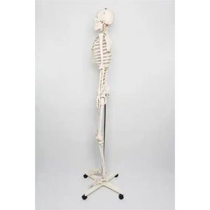 Gelsonlab Човешки скелет, на колела, 180 cm