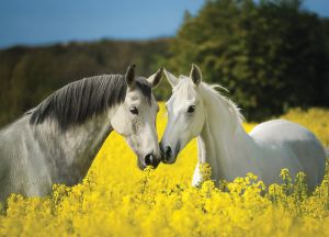Стенен работен календар РК 103 с цветна глава, асорти