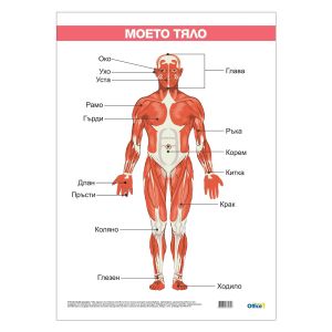 Office 1 Ученическо табло ''Моето тяло'', ламинирано, 50 x 70 cm