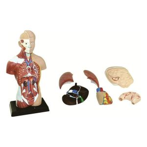 Gelsonlab Модел на човешки торс, мини